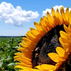 Sunflower in Field