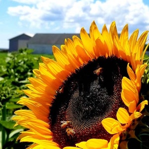 Hap-Bee Sunflower by the barn