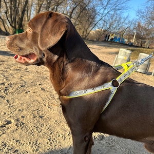 May include: A brown Labrador Retriever wearing a yellow and grey dog harness with the text "CO-PILOT" printed on it.