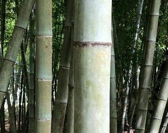 Fresh Giant Japanese Timber Bamboo Seeds Phyllostachys Bambusoids Active 50