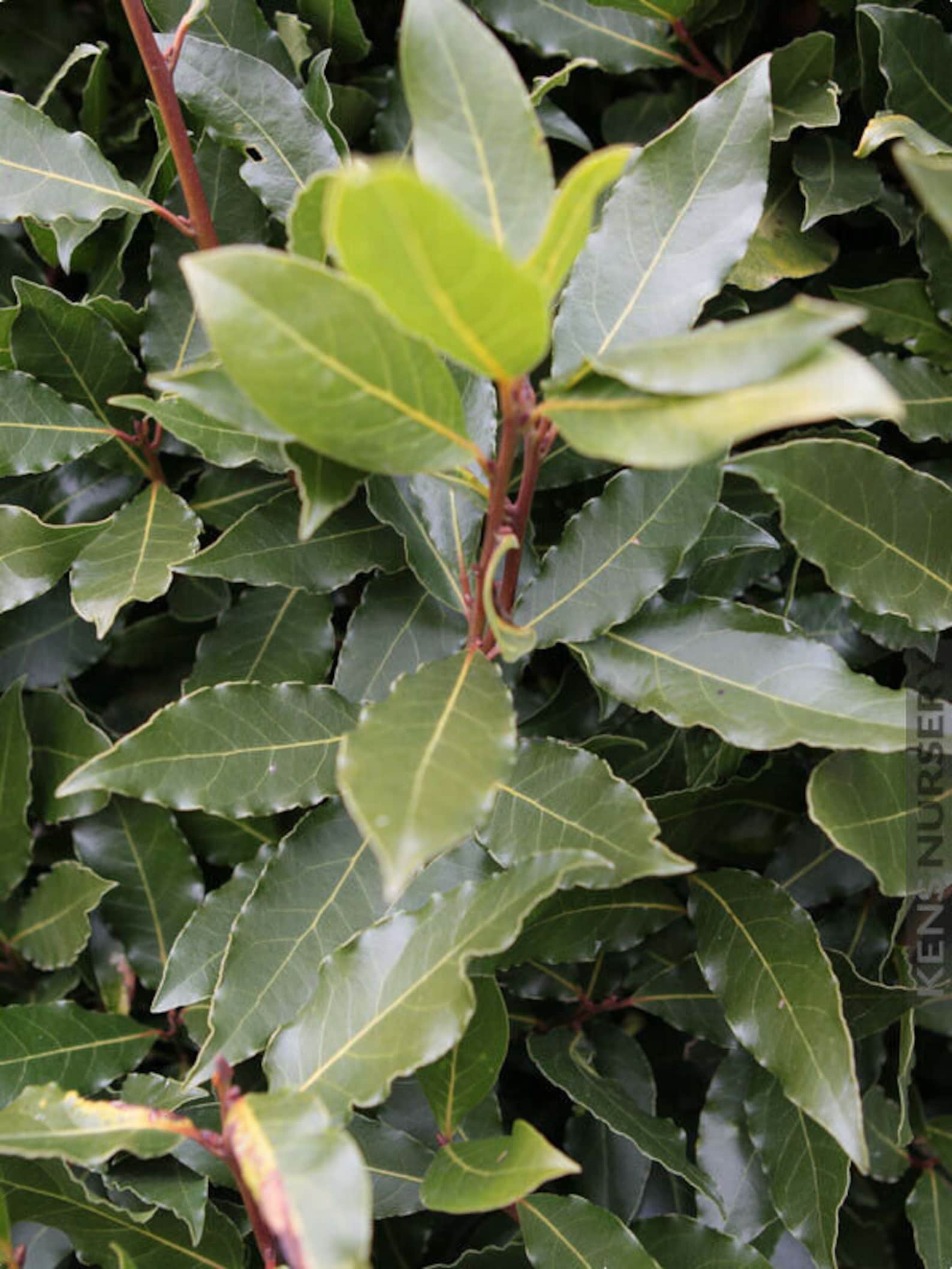 Laurus nobilis 'Bay Leaf Tree' Bay Laurel live Etsy