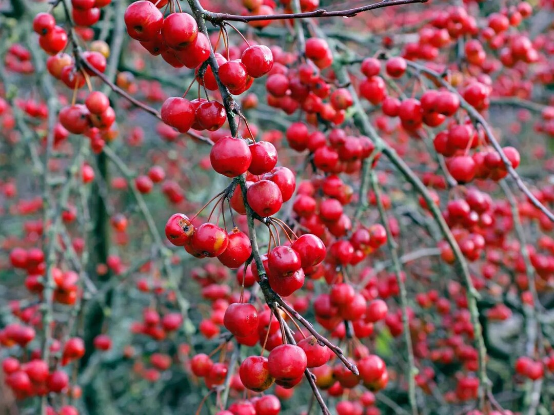 Zumi Crabapple Apple Tree Seedling Fruit Tree Hardy Edible LIVE PLANT