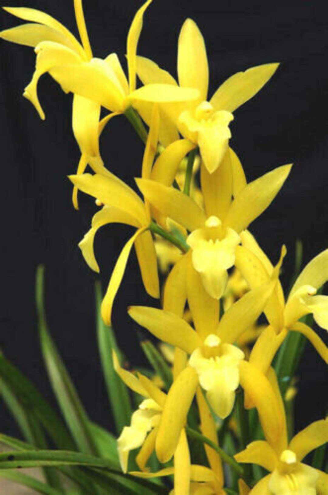 Cymbidium Golden Elf Orchid Plant Rare Orchid Plant - Etsy