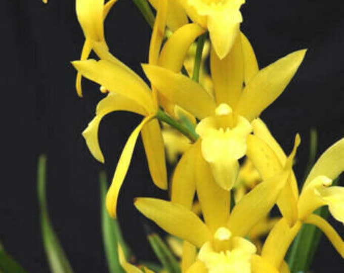 Cymbidium Golden Elf - Etsy