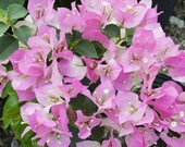 Well Rooted IMPERIAL THAI DELIGHT Bougainvillea starter plug plant - Rare Bougainvillea