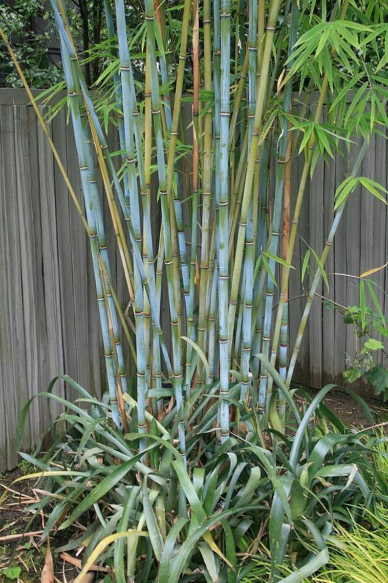 Blue Timber Clumping Bamboo Bambusa 1 Value Priced Etsy