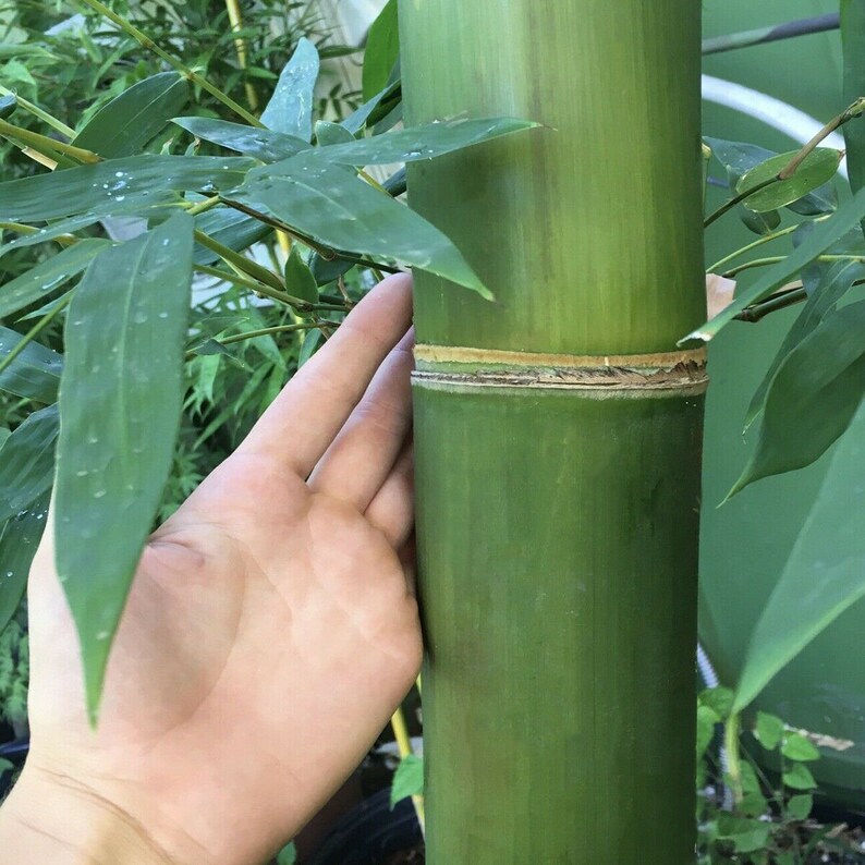 Bambusa oldhamii Giant Timber Bamboo 12 in Clumping Root Etsy