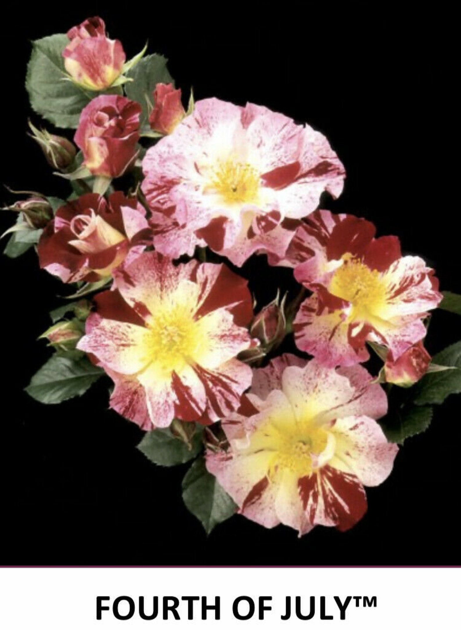 FOURTH OF JULY Grandiflora Rose Bush Starter PlantShips Etsy