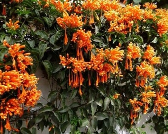 FLORIDA FLAME VINE*Pyrostegia Venusta Plant* attracts hummingbirds & butterflies