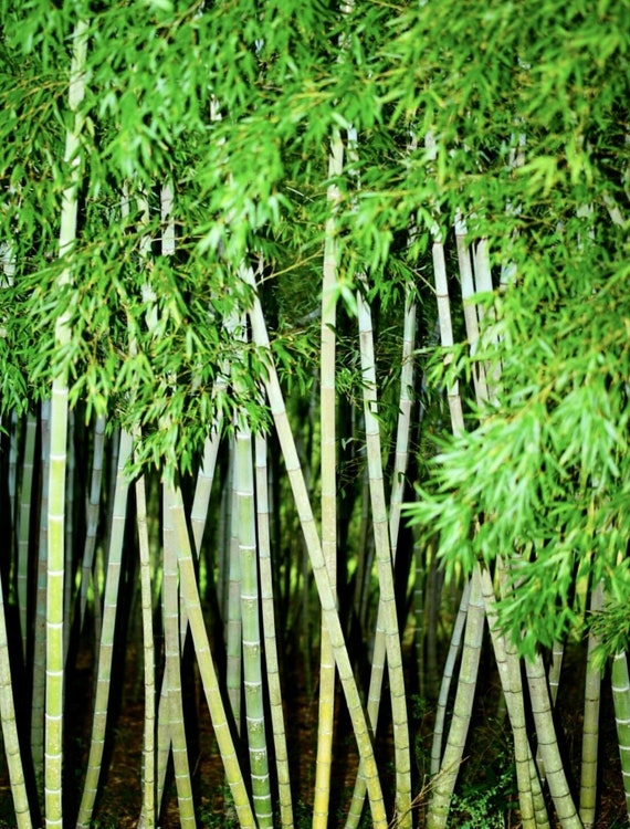 Fresh Giant Japanese Timber Bamboo Seeds Phyllostachys Bambusoids Active 50