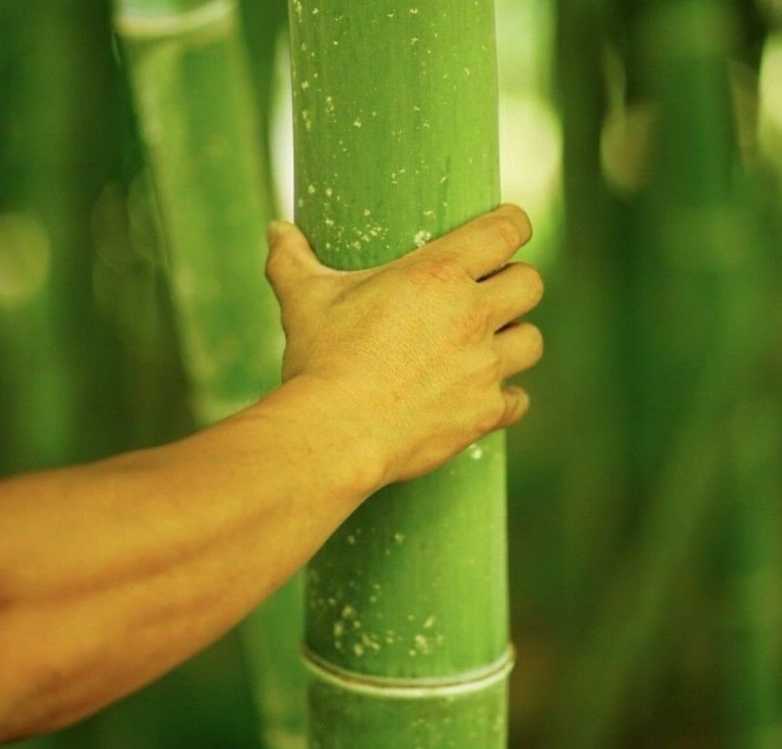 3 Gallon Giant Japanese Timber Madake Running Bamboo Plant 3 Etsy