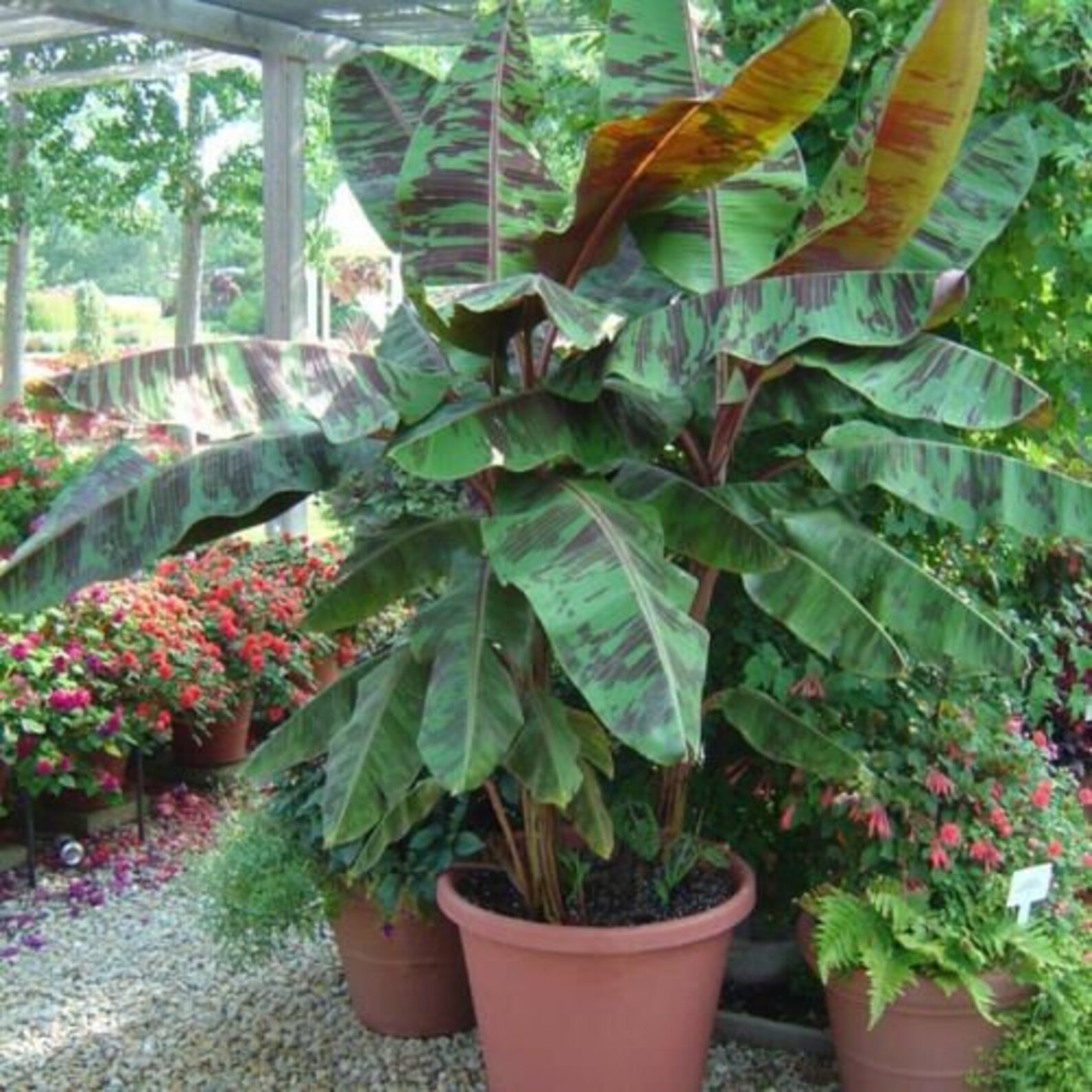 ZEBRINA Musa Sumatrana Live Banana Tree AKA Blood Etsy