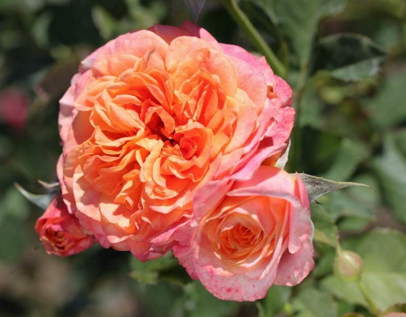 CRAZY LOVE Star Rose Bush Starter Plant Ships Without Pot Etsy