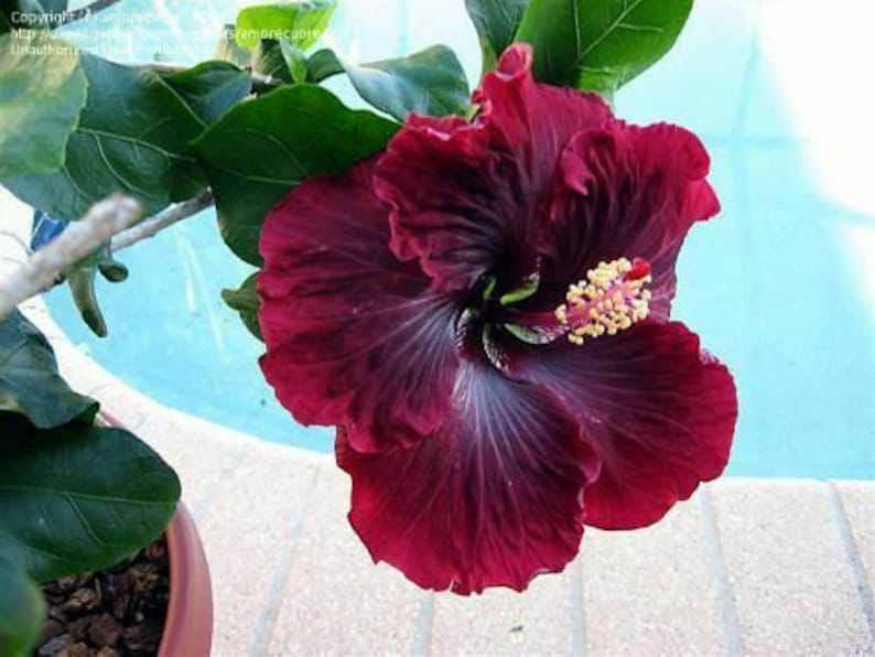 BLACK DRAGON Hibiscus Plant Rooted Tropical Hibiscus Etsy