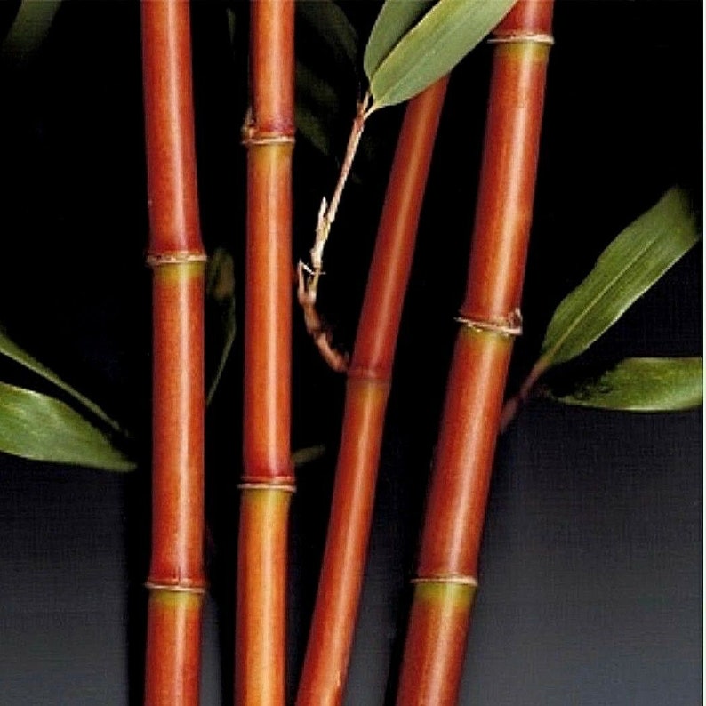1 Red Bamboo Rhizome/root 'temple' 'palm' Etsy