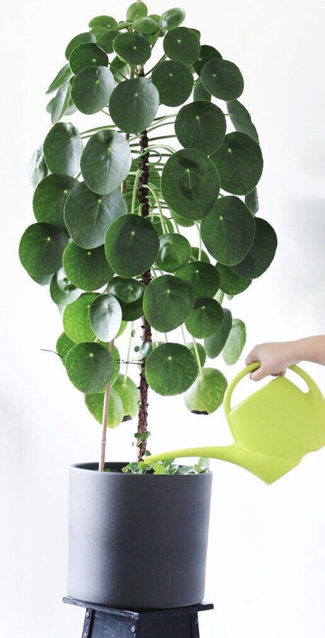 Peperomia Raindrop Organic Money Chinese Easy to Grow House Plant 3pot