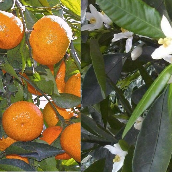 Satsuma Oranges Etsy