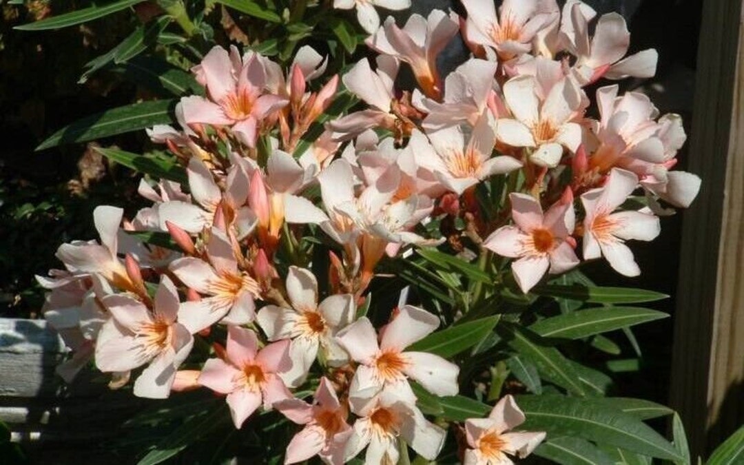 DWARF Salmonnerium Oleander Small Starter Plantsoft Apricot Etsy