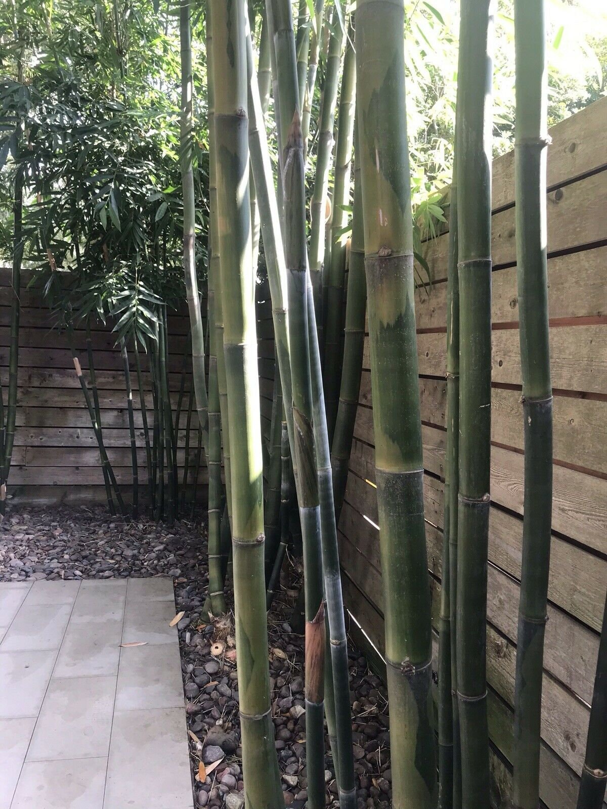 Bambusa Oldhamii Giant Timber Bamboo 12 in Clumping Root Etsy UK