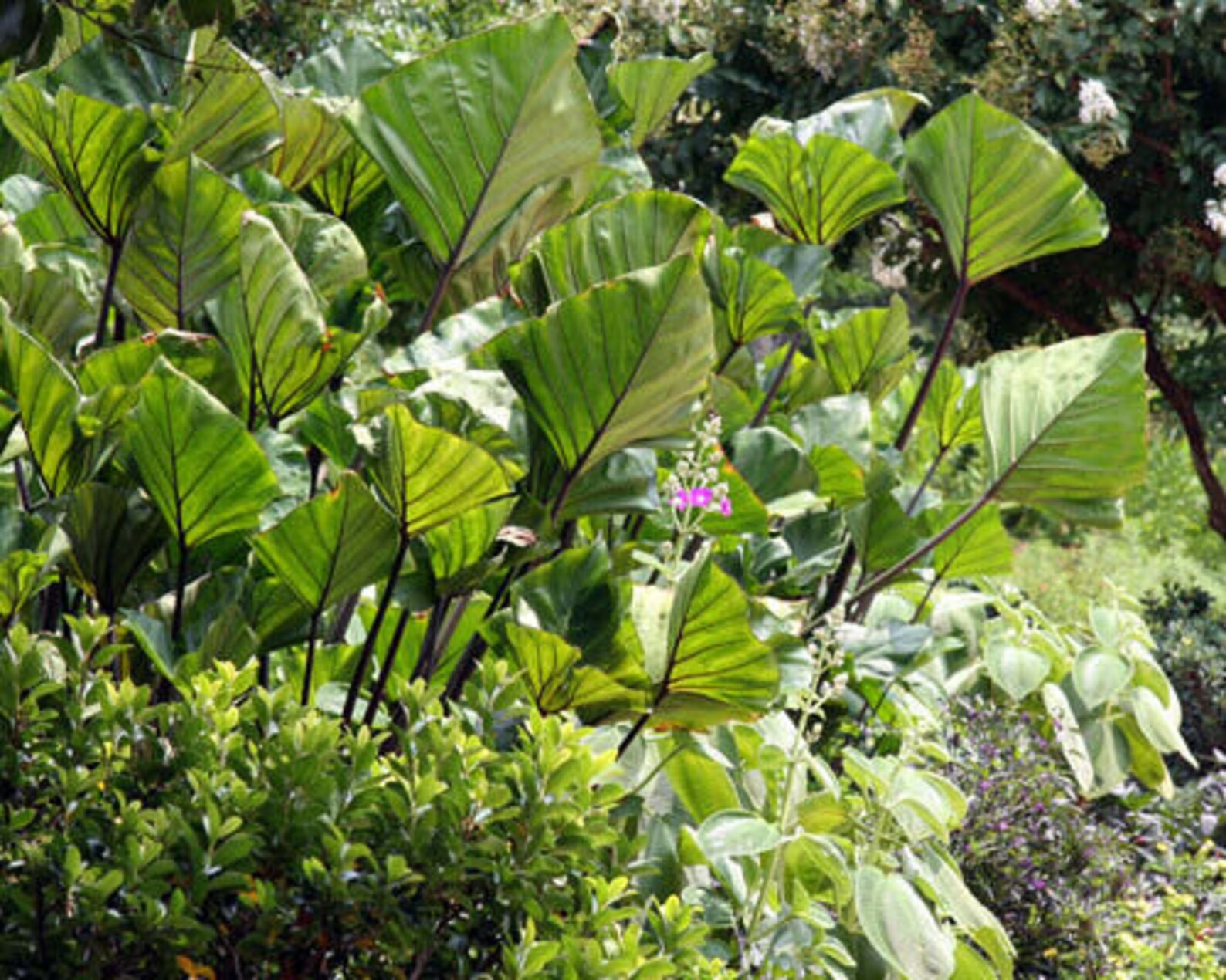 TEA CUP Elephant Ear Colocasia Esculenta Starter Plant Etsy
