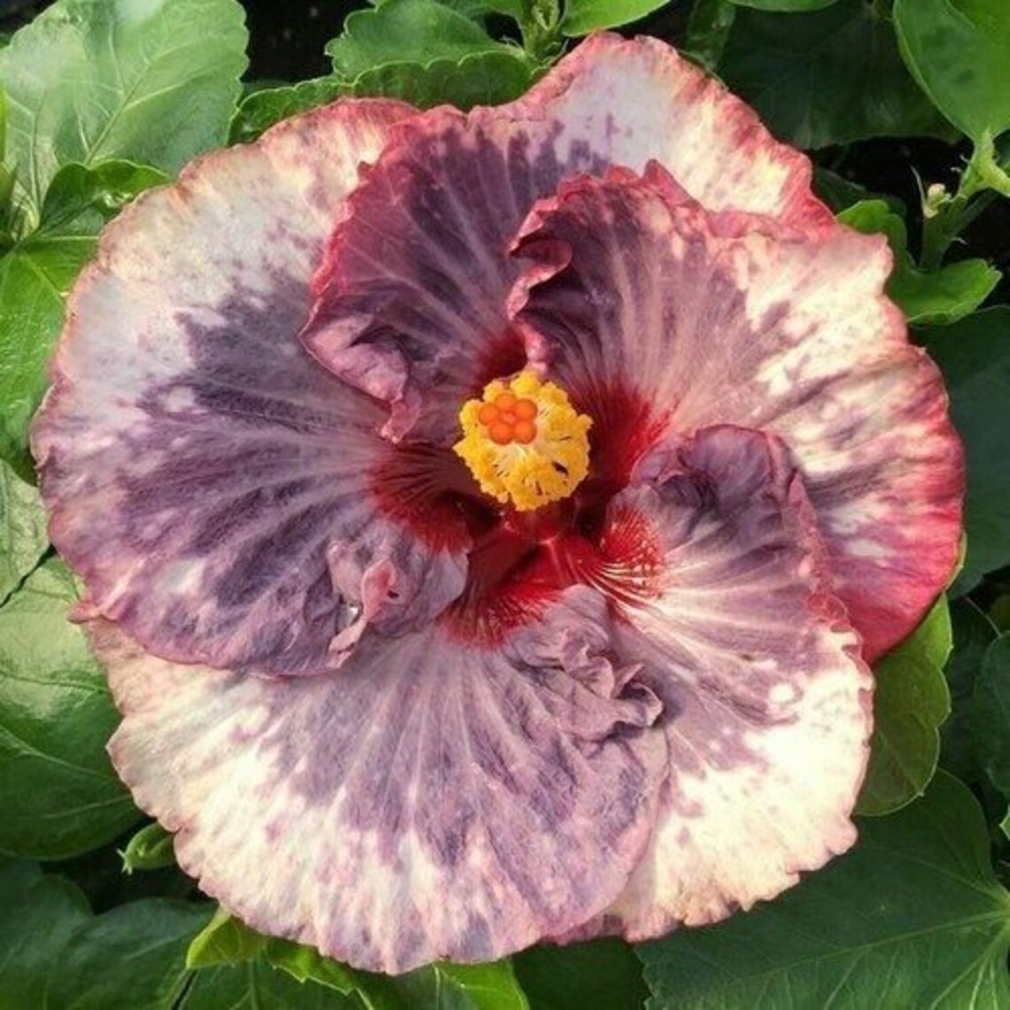 BLUEBERRY PARFAIT Hibiscus plant Rooted Tropical Hibiscus Etsy
