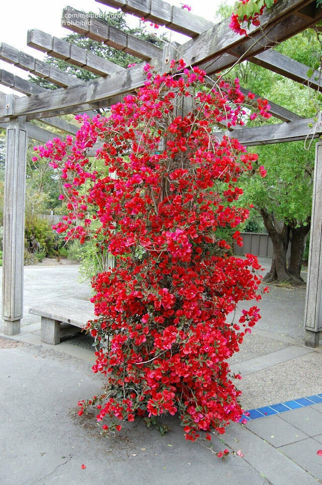 Well Rooted **SAN DIEGO RED** Bougainvillea starterplug plant Rare Bougainvillea