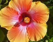 EXOTIC HAWAIIAN SUNSET Fiesta Hibiscus Starter live plant 2 -5 inches tall