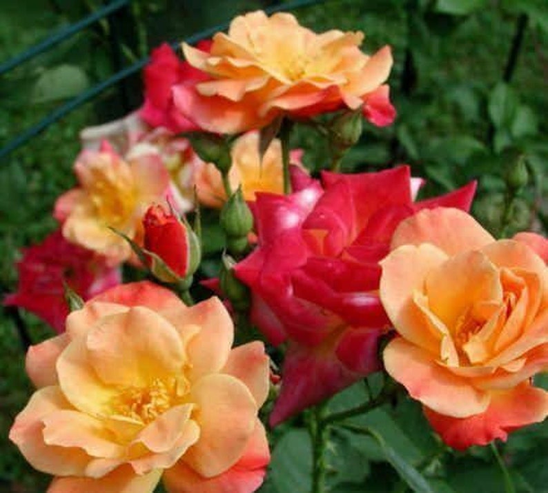 JOSEPH'S COAT Grandiflora Rose Bush Starter Plantships Etsy