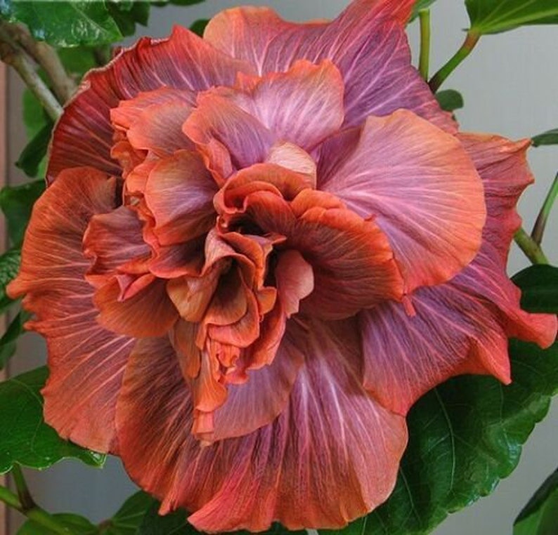 COCOA ROYALE Hibiscus Plant Rooted Tropical Hibiscus - Etsy