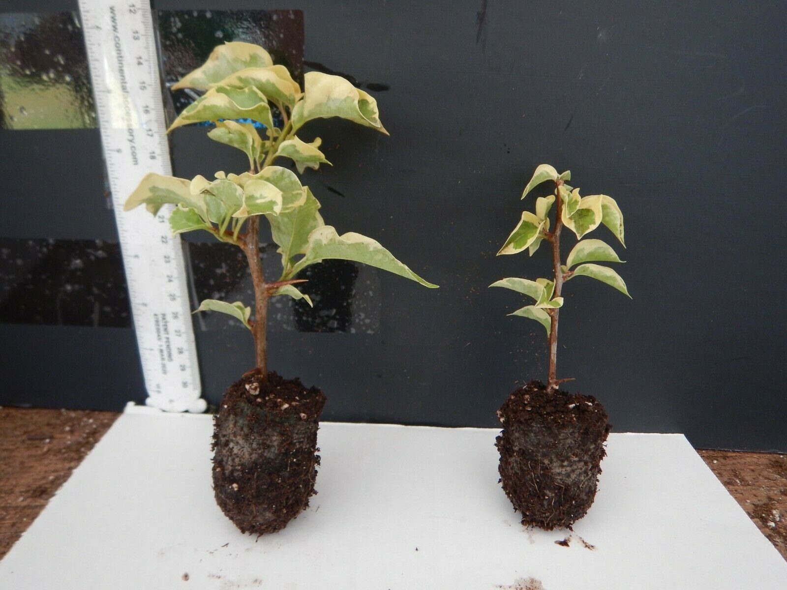 Details about   Well Rooted **WHITE STRIPE** VARIEGATED Bougainvillea starter/plug plant* 