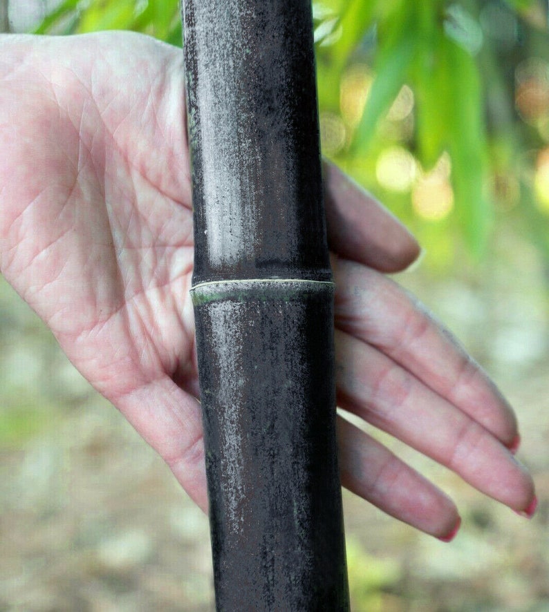 1 Exotic /'Black Bamboo/' BUDDING Bamboo Rhizome//Root 1 foot Phyllostachys nigra