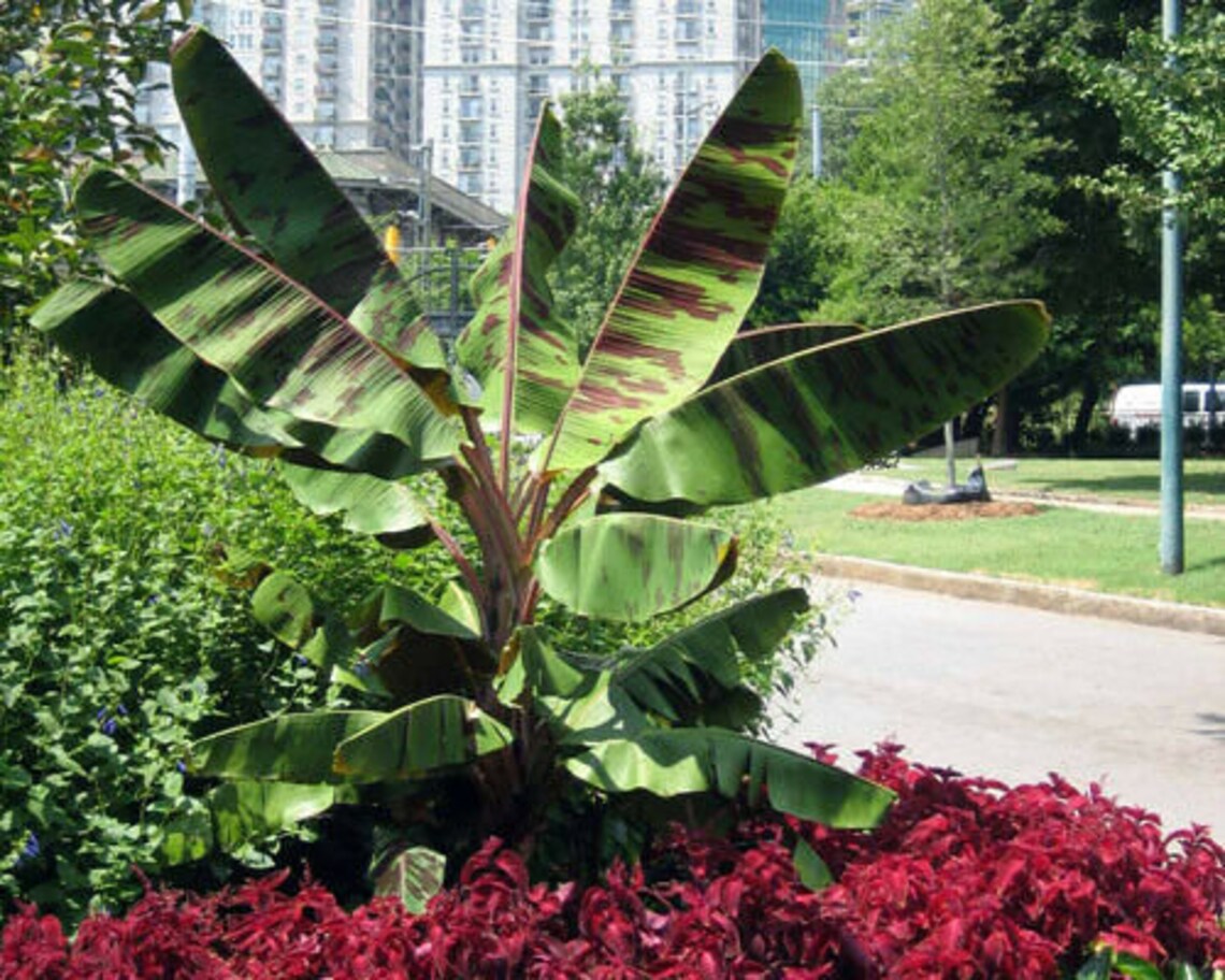 ZEBRINA Musa Sumatrana Live Banana Tree AKA Blood Etsy