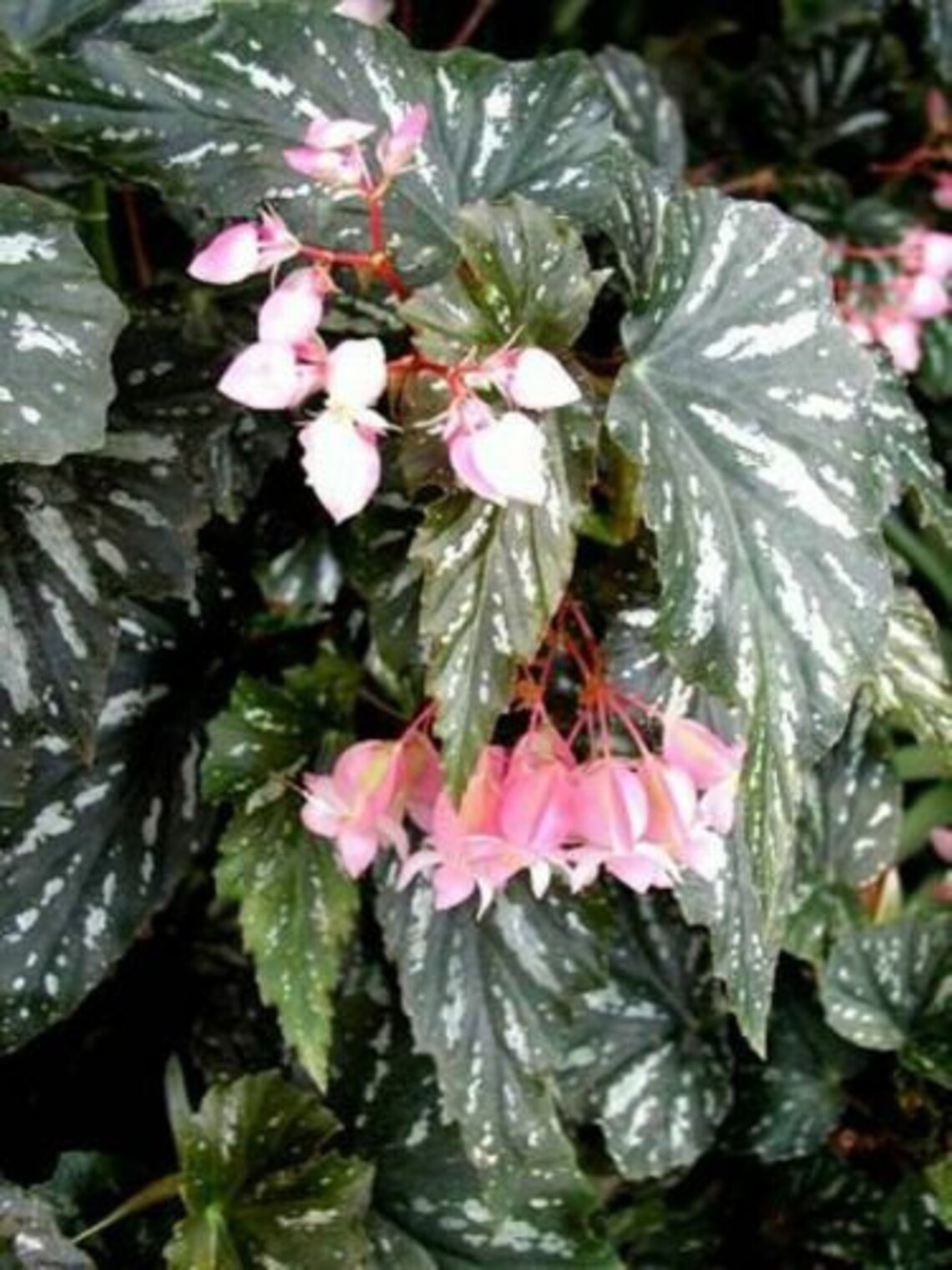 Angelwing Begonia Sophia Begonia live plant Etsy