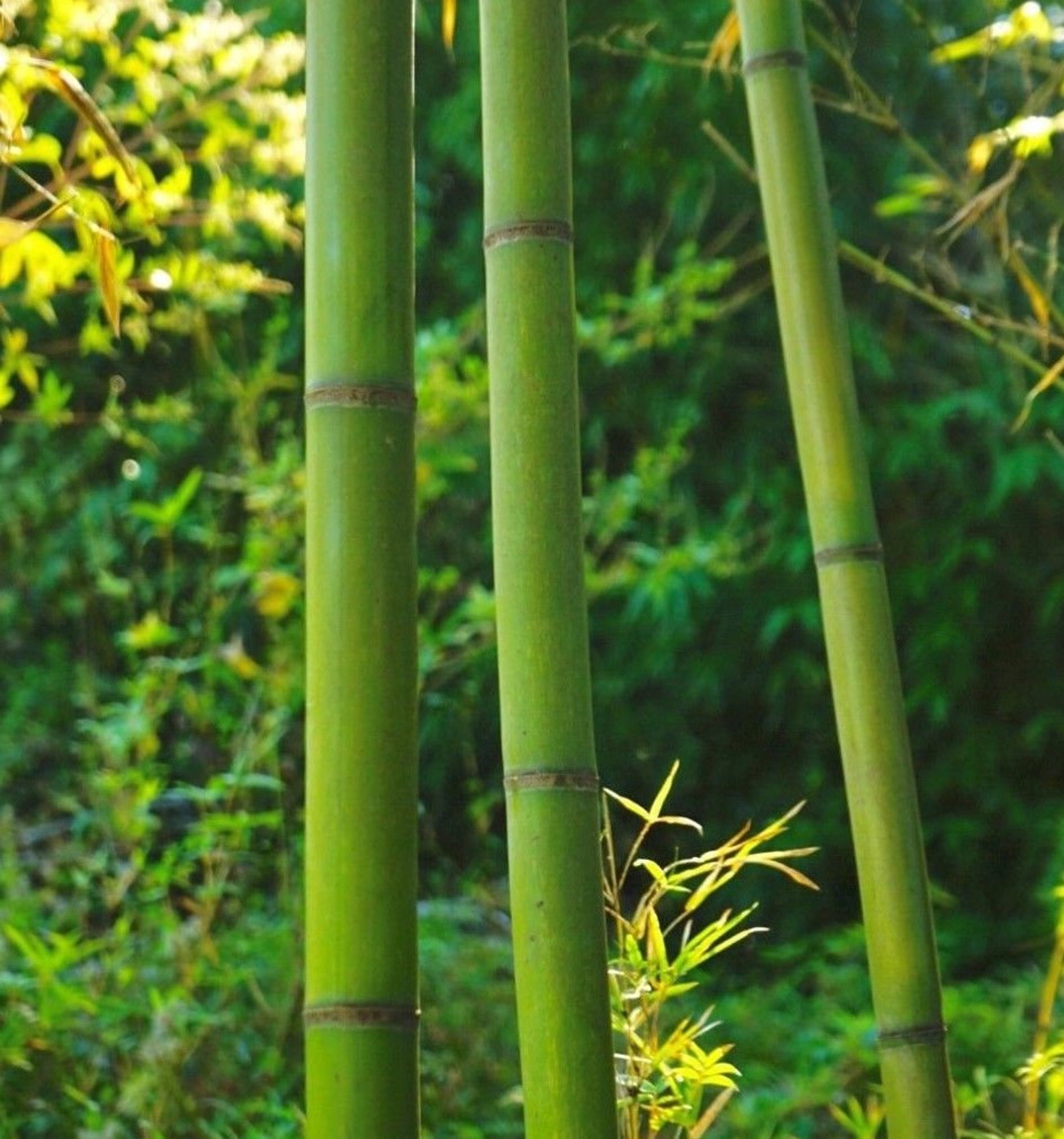 1 Giant Japanese Timber Running Bamboo 12 Inch Rhizome Etsy