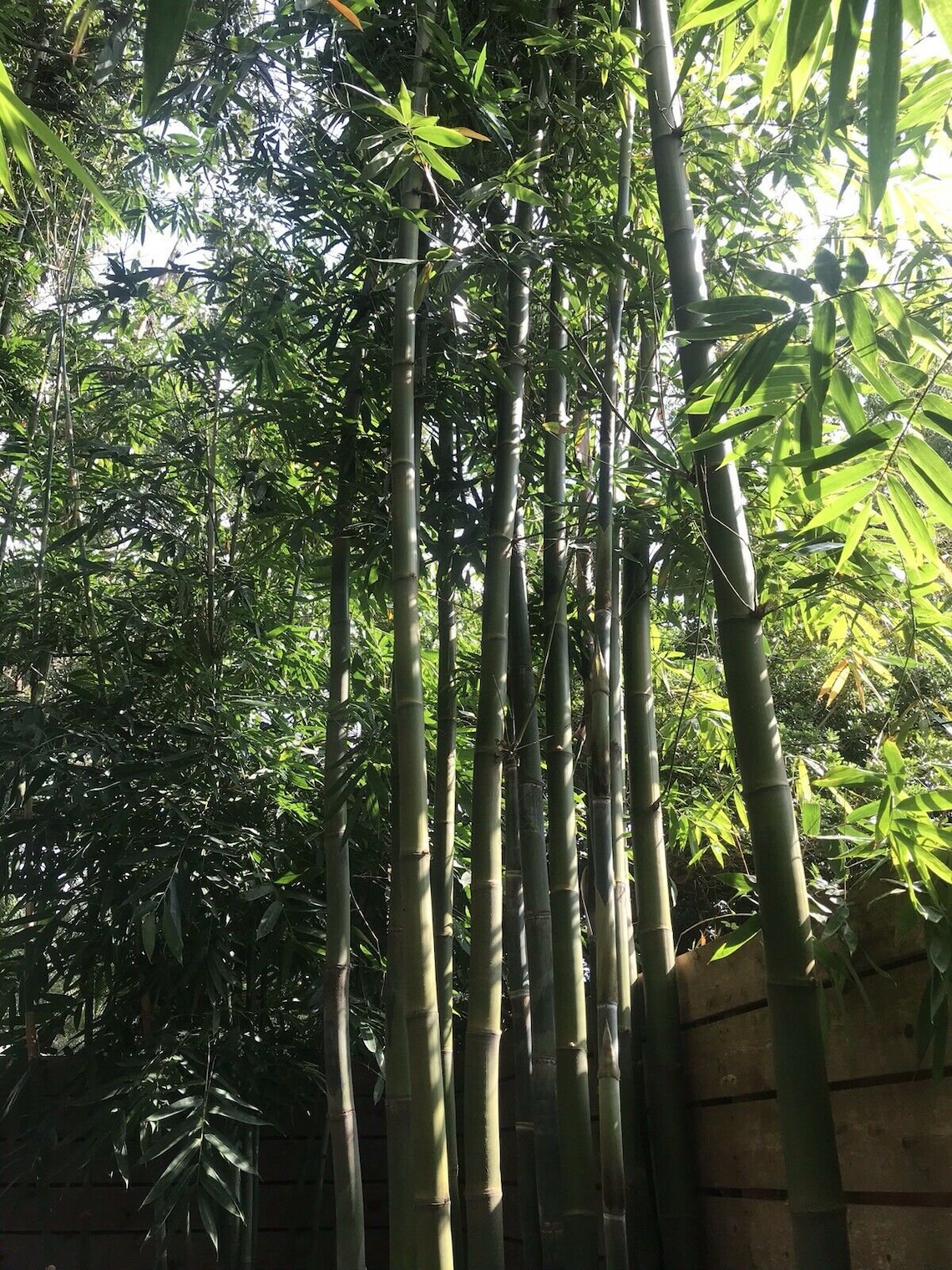 Bambusa oldhamii Giant Timber Bamboo 12 in Clumping Root Etsy