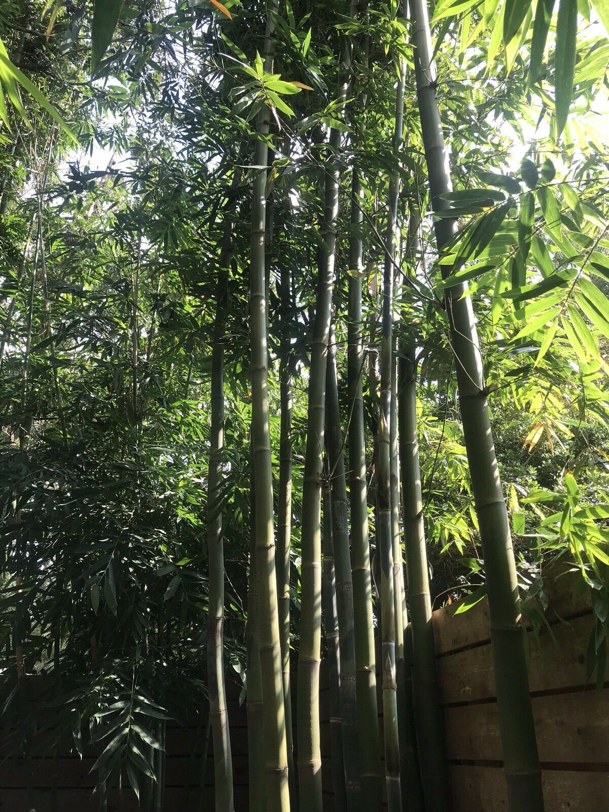 Bambusa Oldhamii Giant Timber Bamboo 12 in Clumping Root Etsy UK