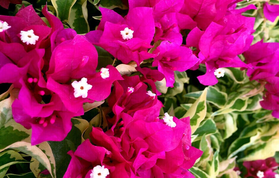 Bien Arraigada Vera Variegata Purple Bougainvillea Etsy Mexico