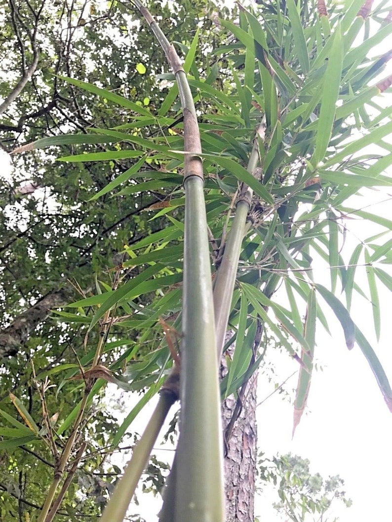 1 USA Native RIVER CANE Bamboo 12 Inch Rhizome Natural Erosion Etsy