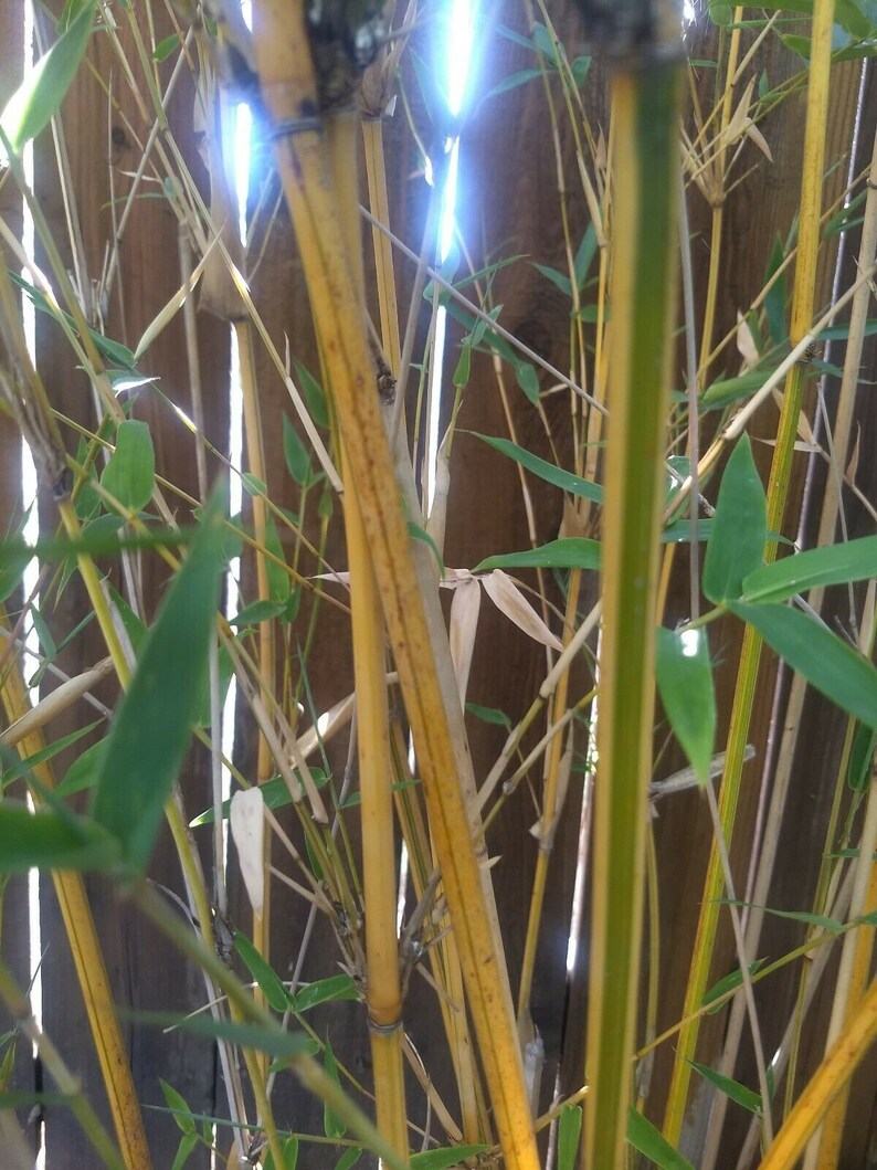 3 ft Alphonse Karr Clumping Bamboo plant With Roots | Etsy