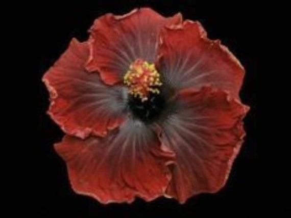 Rooted Tropical Hibiscus Plant***Ships in Pot*** BLACK DREAM Hibiscus plant