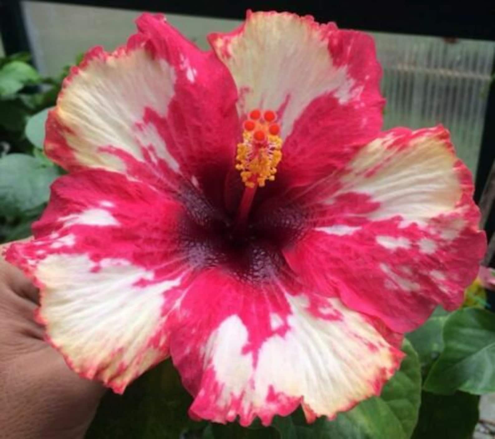 FROSTED LIPSTICK Hibiscus plant Rooted Tropical Hibiscus Etsy