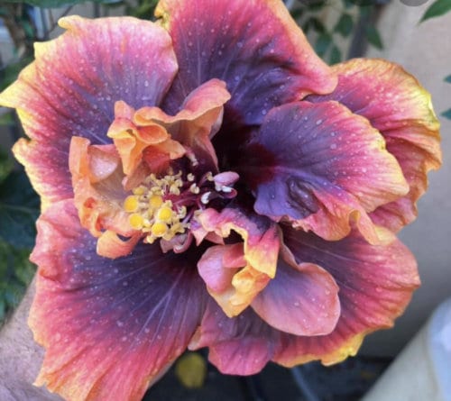Details about   **CROWN JELLYFISH** Rooted Tropical Hibiscus Plant**Ships Bare Root***