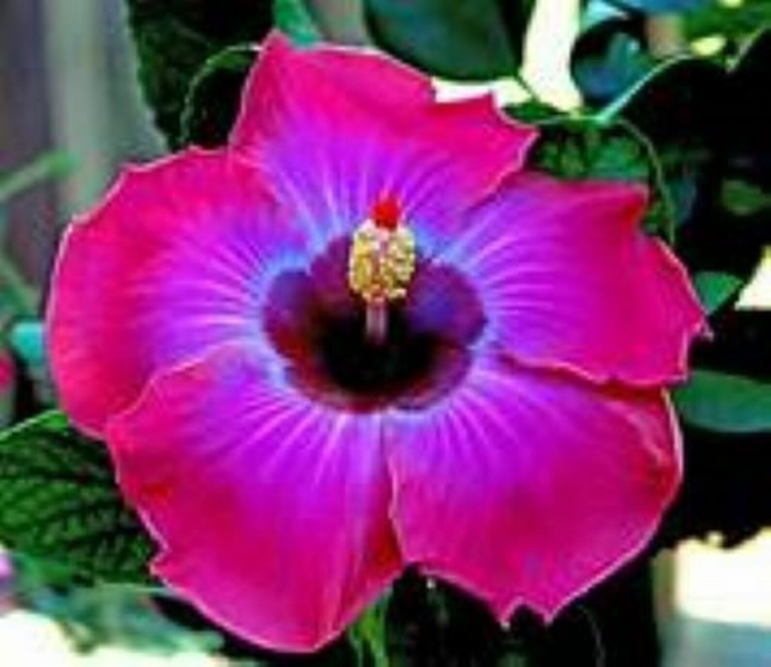 RUM RUNNER Hibiscus plant Rooted Tropical Hibiscus Etsy