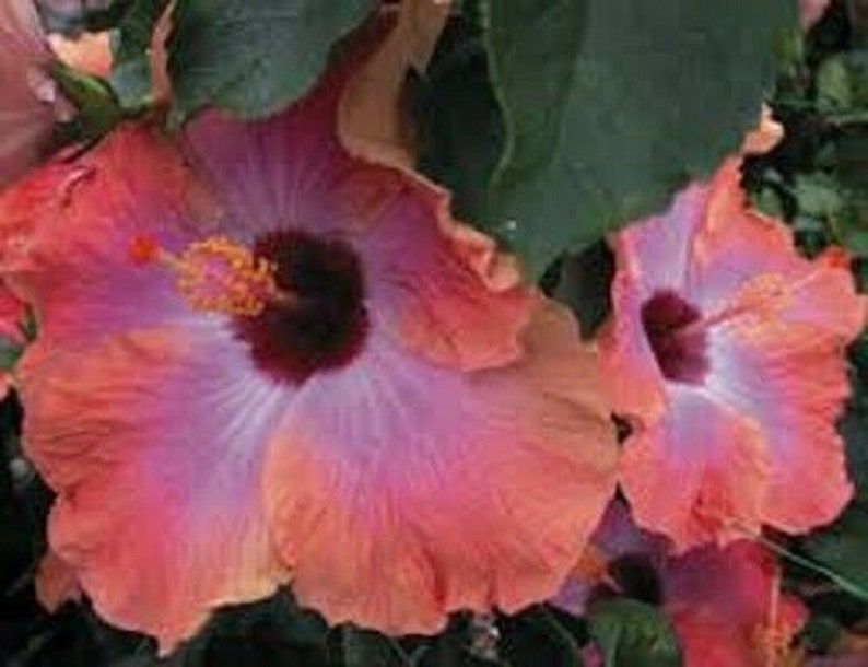 RUM RUNNER Hibiscus Plant Rooted Tropical Hibiscus Etsy