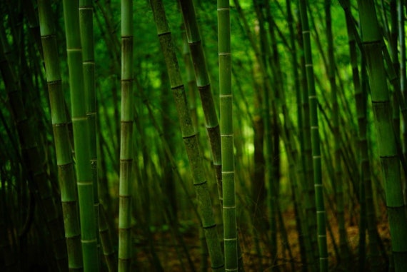 1 Cold Hardy Screen /'Spectabilis/' Running Bamboo 12/" Rhizome P. aureosulcata