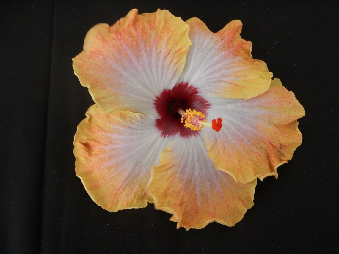 RUM RUNNER Hibiscus plant Rooted Tropical Hibiscus Etsy