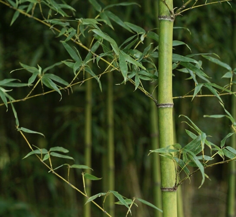 P. bambusoide Giant Japanese Timber Running Bamboo Rhizome