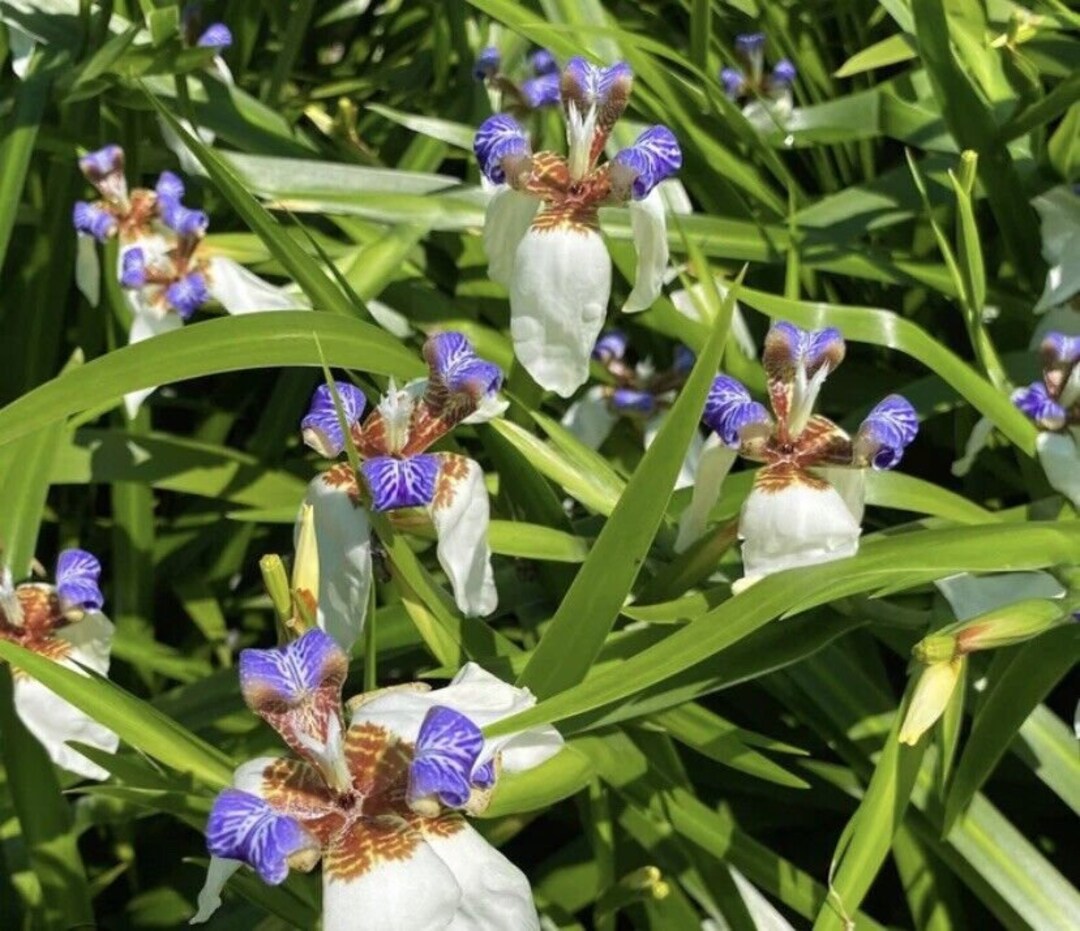 WALKING IRIS APOSTLE Plant 4 Plants White Flower 1016 Inches. Etsy