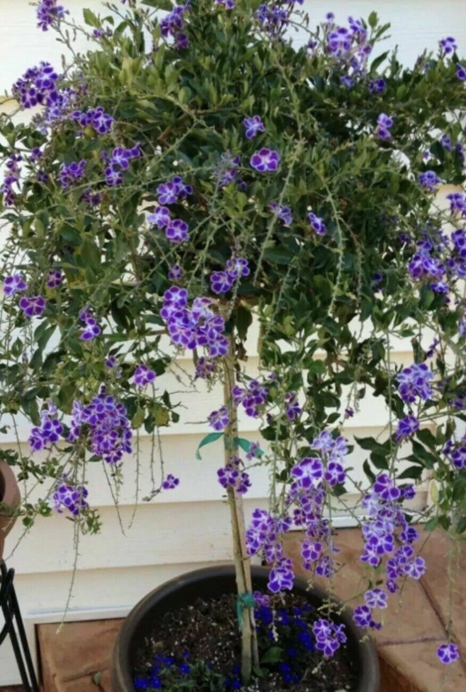 SAPPHIRE SHOWERS DURANTA Repens Aka Purple Ruffle Etsy