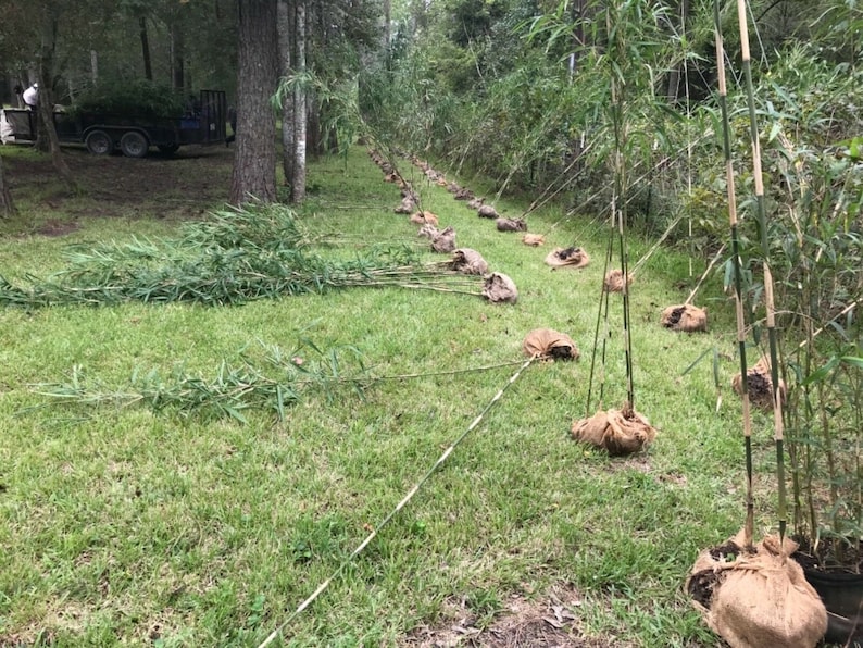 1 USA Native RIVER CANE Bamboo 12 inch Rhizome Natural Erosion Control